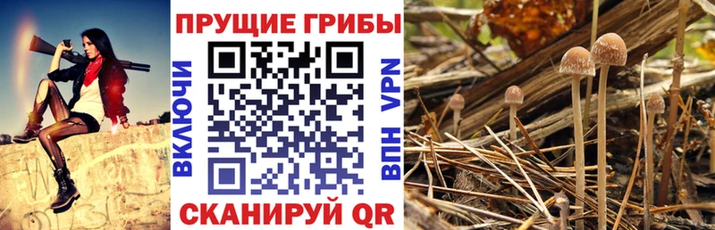 Псилоцибиновые грибы мухоморы Салехард